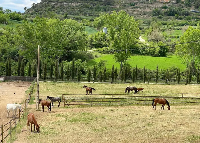 Touristic Ballonga Horses