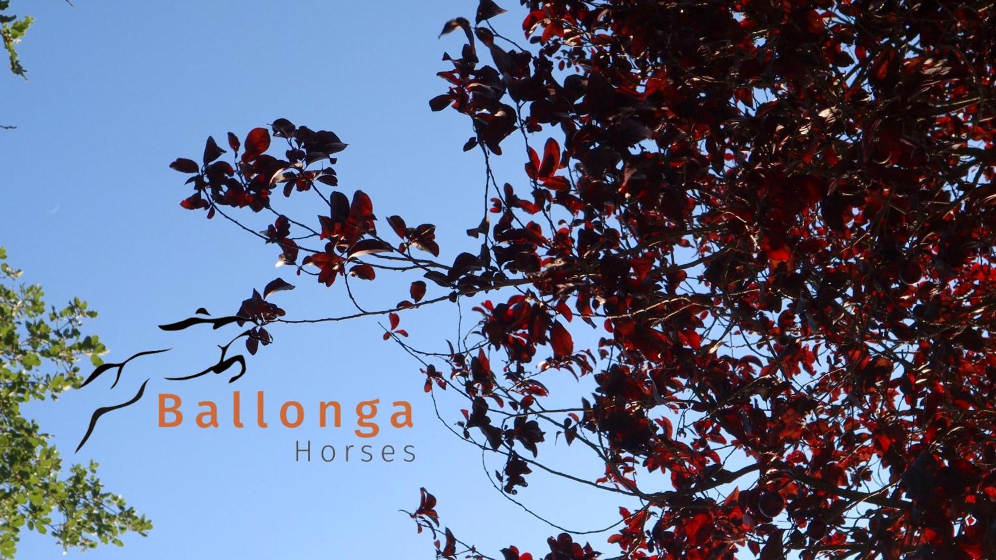 Touristic Ballonga Horses * Solsona