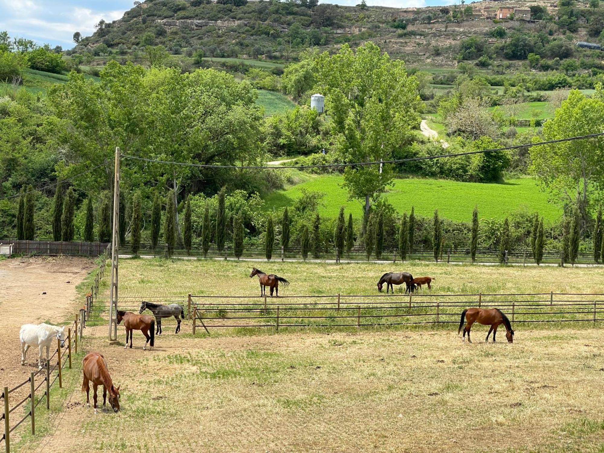 Touristic Ballonga Horses Solsona